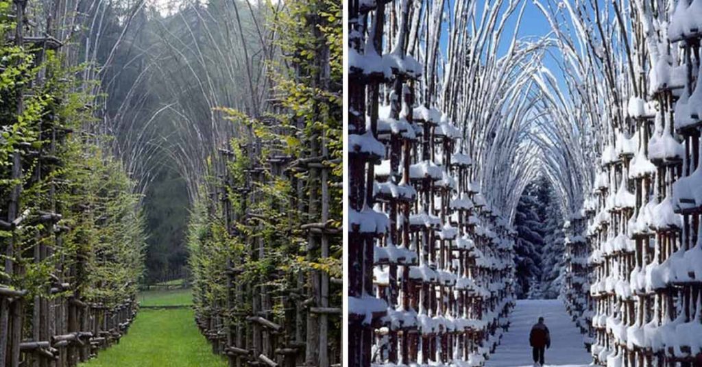 A Stunning Cathedral in Italy Is Made Of Living, Breathing Trees - Featured image