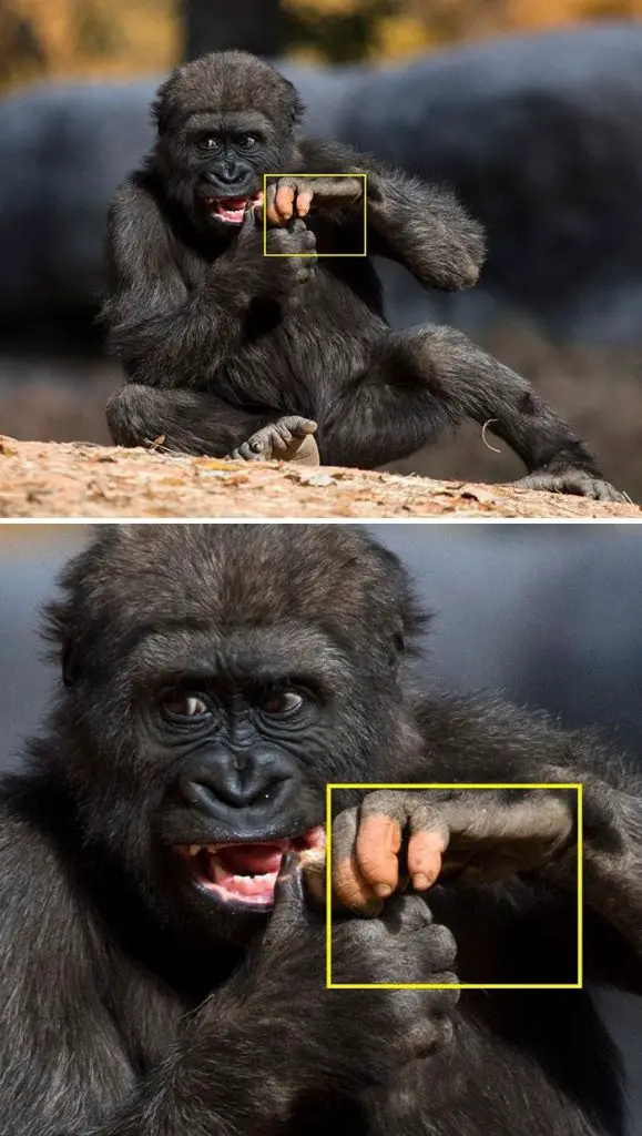 Gorilla with vitiligo 