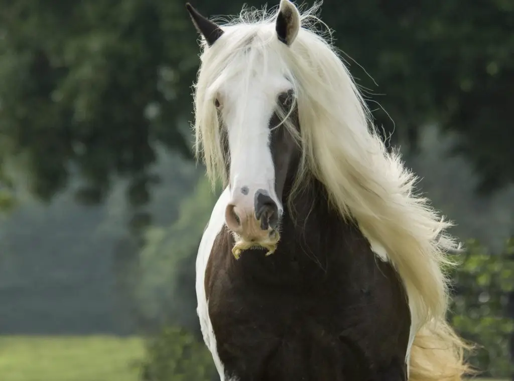 Gypsy Vanner horse with flowing mane and moustache 