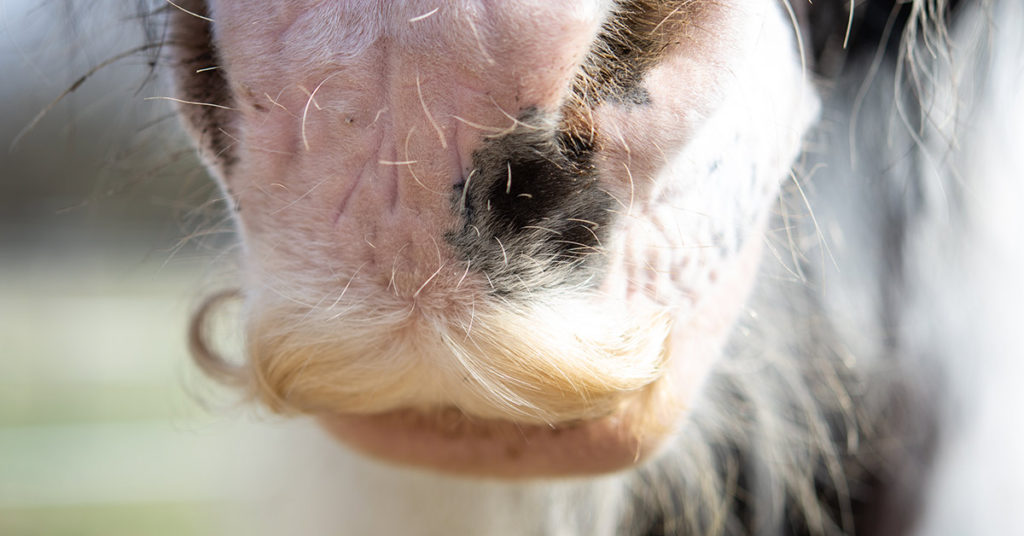 This Breed of Horses Can Grow Moustaches and They Are Just Awesome - Featured image
