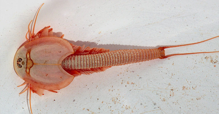 Comeback of the decade: prehistoric creatures popping up after monsoon storms - Featured image