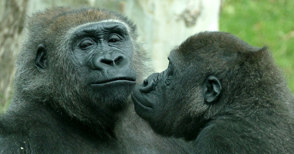 Gorilla couple