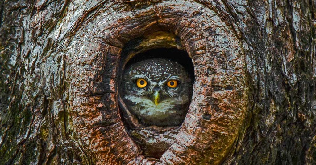 Photographer Captures Moment Mother Owl Takes Baby Duckling After Mistaking A Duck’s Eggs For Its Own - Featured image