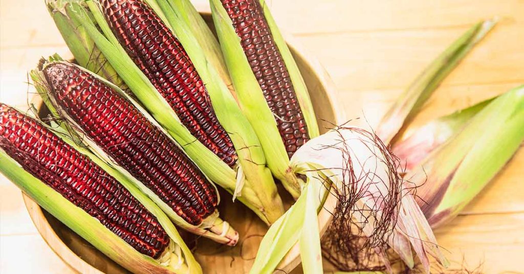 Sparkling Red Native American Corn Saved from Extinction By Moonshiners - Featured image