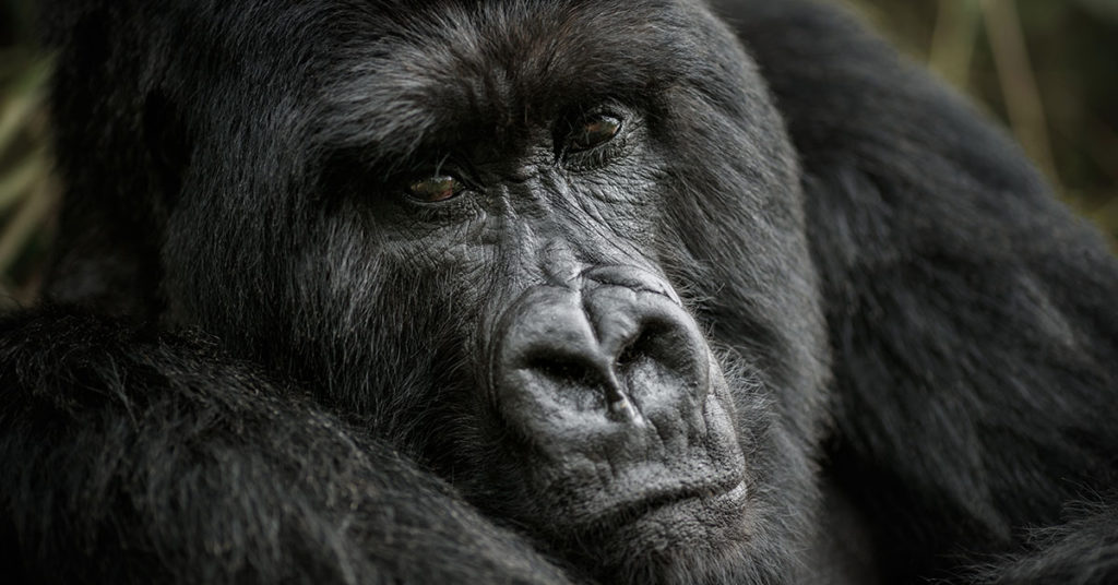 Gorilla Spends Her Final Moments Hugging The Man Who Saved Her As A Baby - Featured image