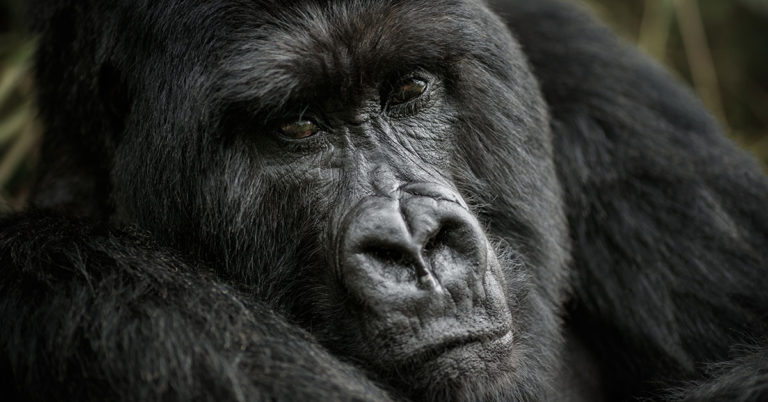 Gorilla Spends Her Final Moments Hugging The Man Who Saved Her As A Baby - Featured image