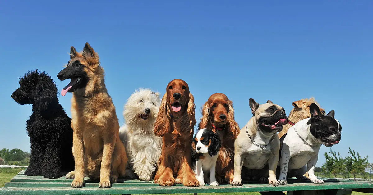 multiple breeds of dog sitting side by side