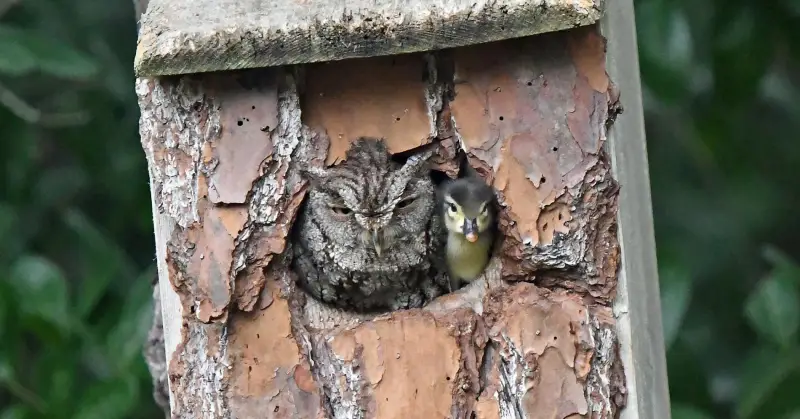 owl with duckling