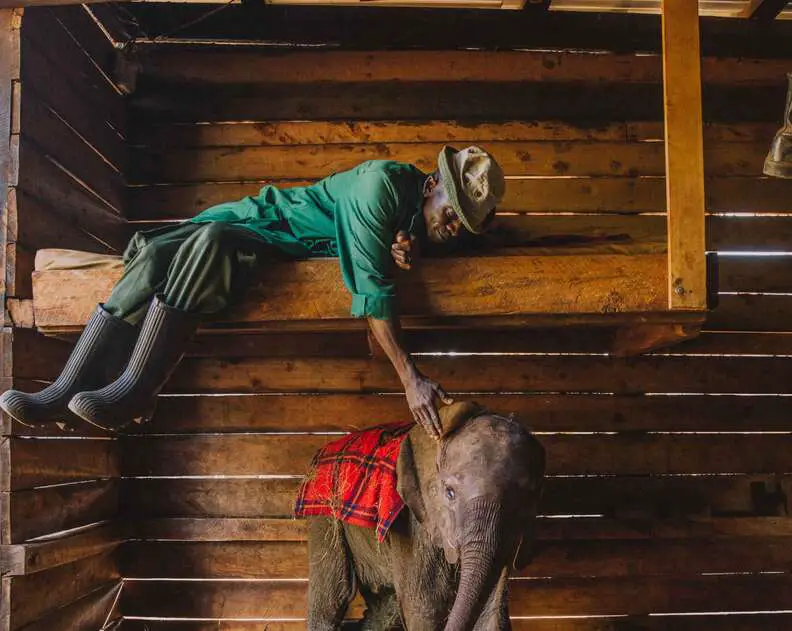  David Sheldrick Wildlife Trust (DSWT) keepers taking care of baby elephants