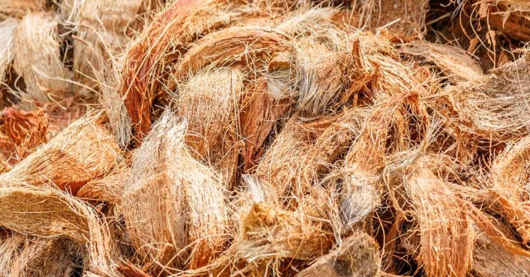 Coconut Husk Waste Can Replace Wood And Save Millions Of Trees - Featured image