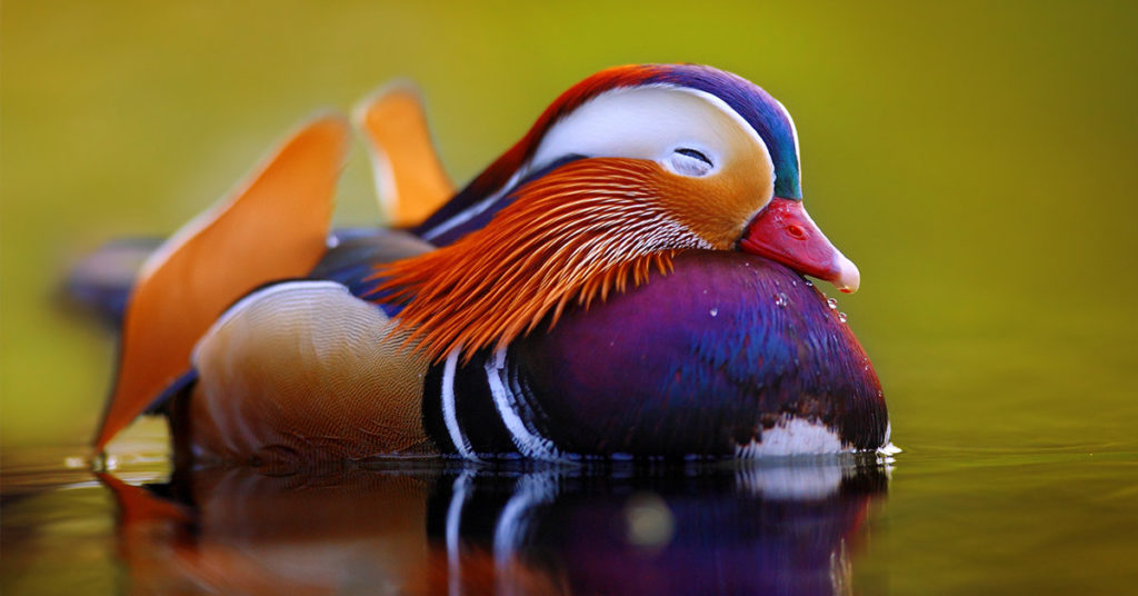 Meet The Mandarin Duck – The World’s Most Beautiful Bird - Featured image
