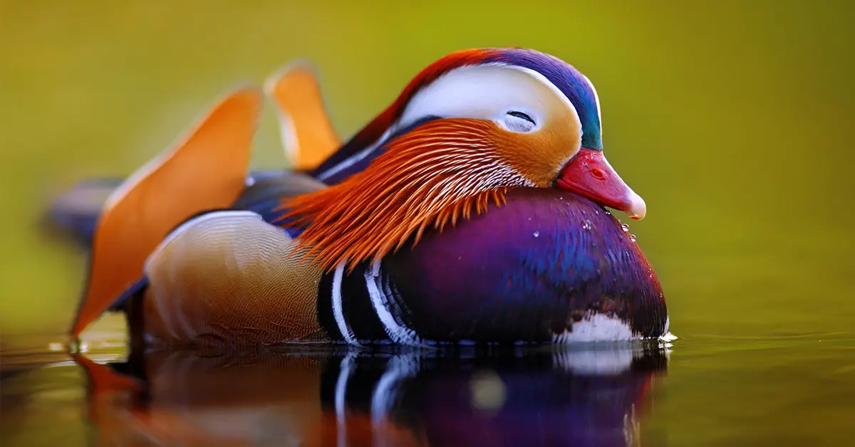 Mandarin Duck