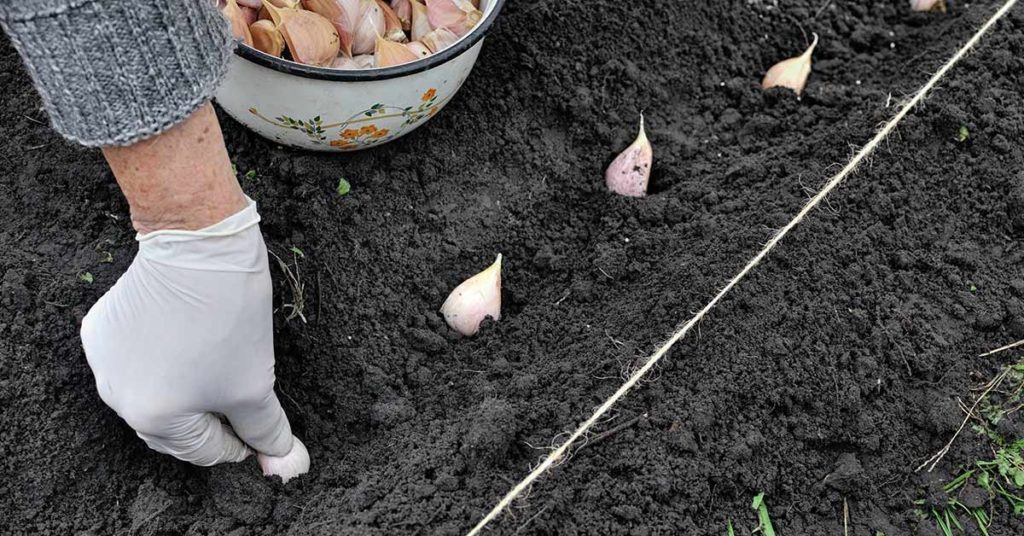 How to Plant Garlic - Featured image