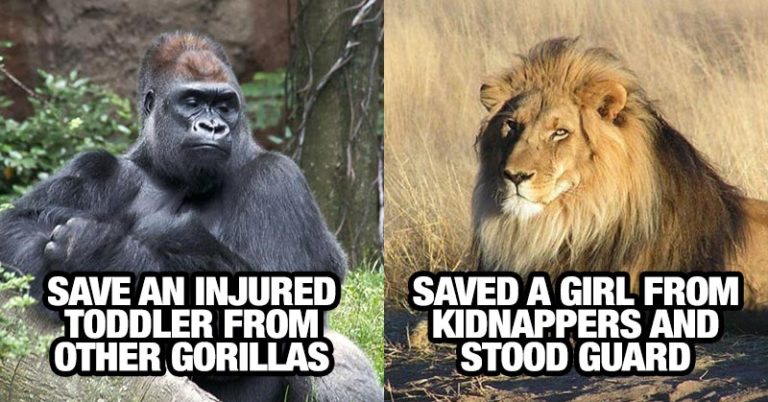 11 Times Wild Animals Actually Saved Humans - Featured image