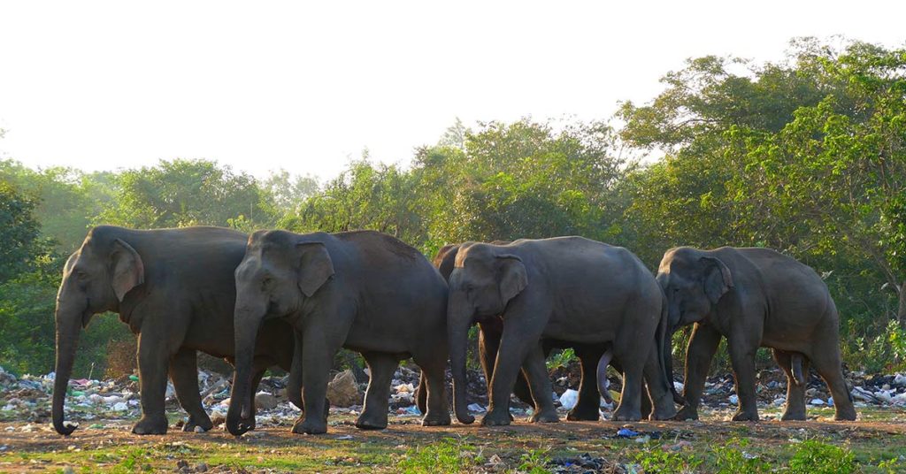 Optical Illusion: How Many Legs This Elephant Has? - Featured image