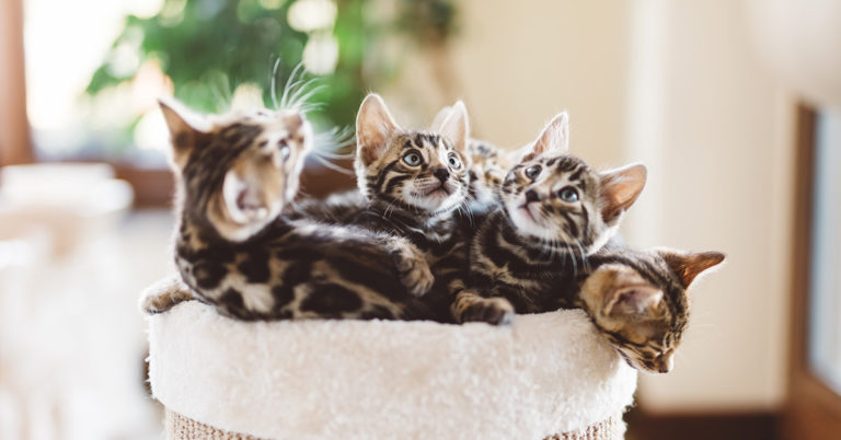 How Many Cats Are In This Photo? Most People Can’t See All Of Them! - Featured image