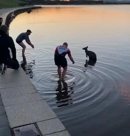The brave souls stepping in to save the kangaroo
