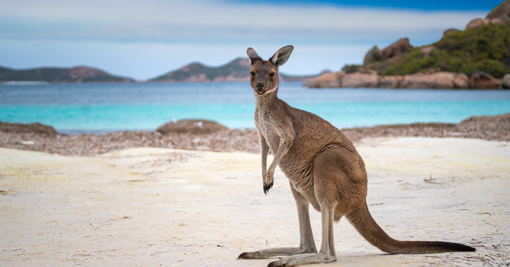 Thankful kangaroo offers a handshake after three men save it from freezing lake - Featured image