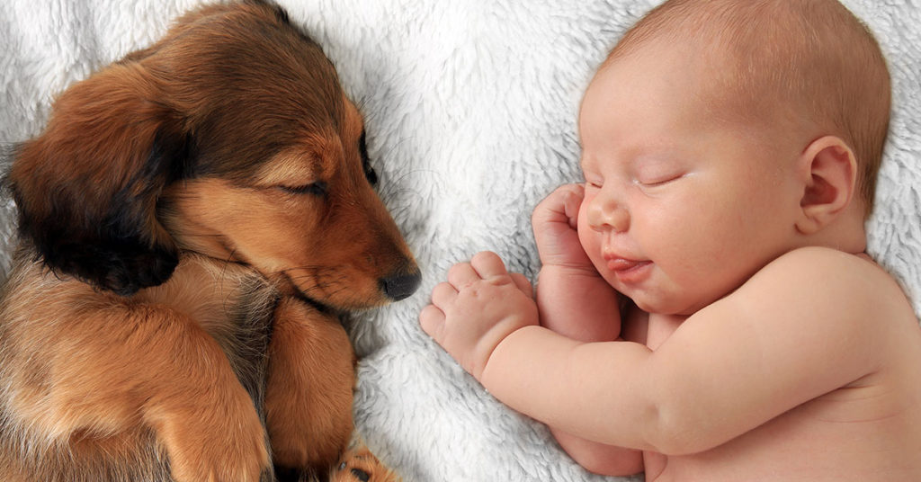 Abandoned Baby Survives After Puppies Cuddle Up To Her And Kept Her Warm - Featured image