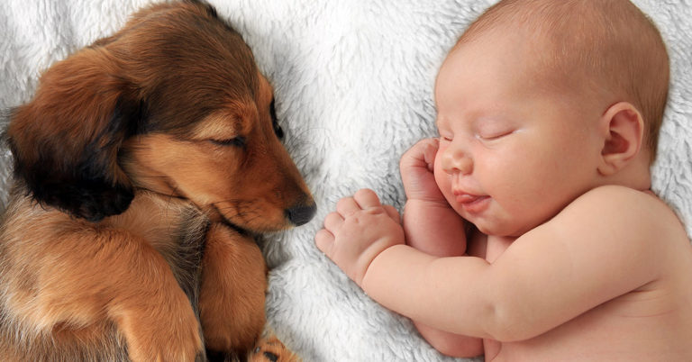 Abandoned Baby Survives After Puppies Cuddle Up To Her And Kept Her Warm - Featured image