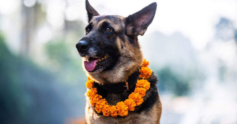 Annual Festival Honors Dogs For Their Loyalty And Friendship - Featured image