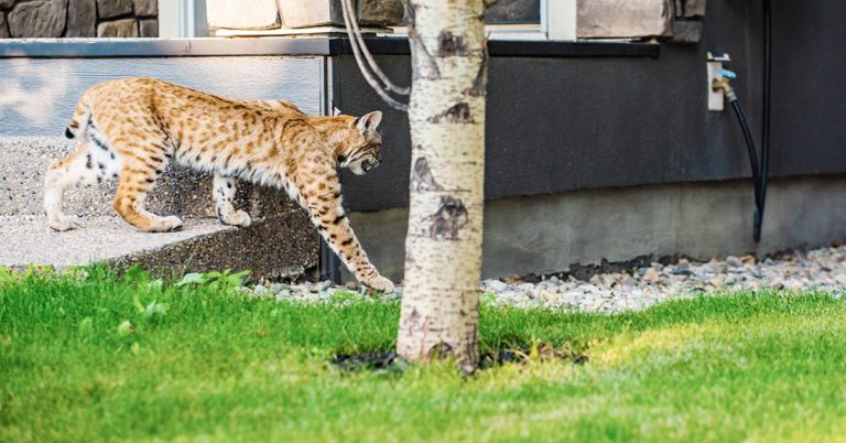 Adorable bobcats family move into woman’s front yard for over a month - Featured image