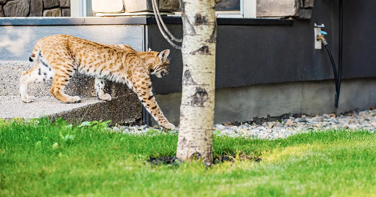 bobcats roaming around a home