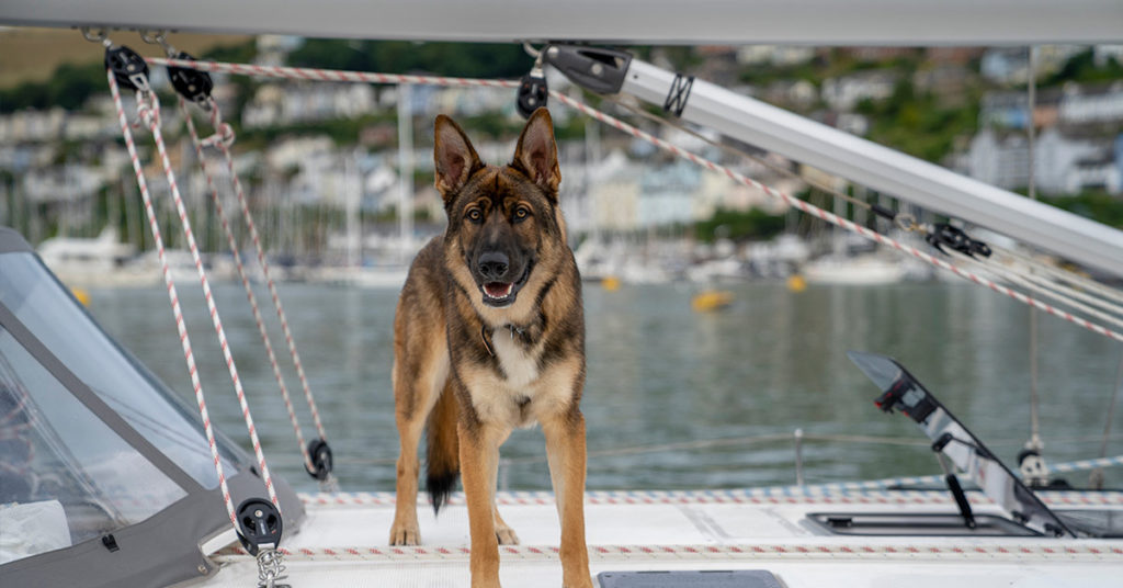 German Shepherd Who Has Been Lost For 5 Weeks At Sea, Miraculously Found Alive - Featured image
