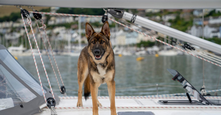 German Shepherd Who Has Been Lost For 5 Weeks At Sea, Miraculously Found Alive - Featured image