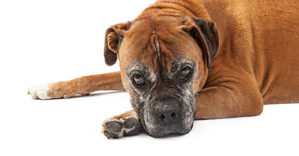 Boxer Dog Left To Die In Concrete Hole, Found By 6-Year-Old Girl Who Bravely Saved Her - Featured image