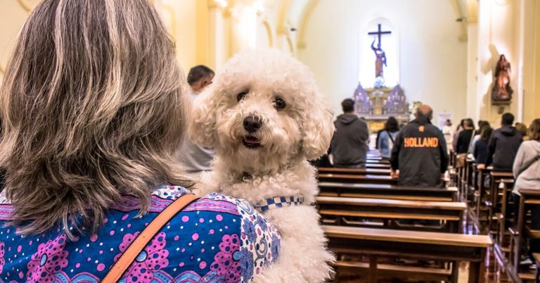 A Kind Priest Brings Stray Dogs To Mass So They Can Find New Families - Featured image