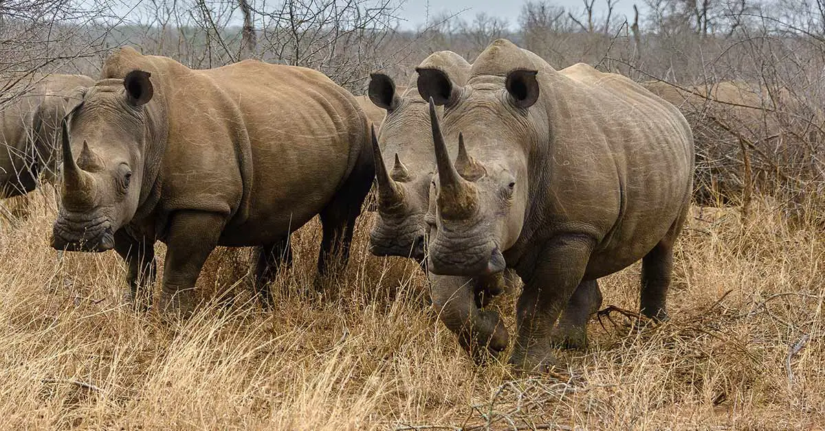 rhinos in the wild
