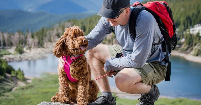 Devoted Dog Dad Takes Ill Labradoodle On A Final Mountain Hike In A Wheelbarrow To Say Goodbye - Featured image