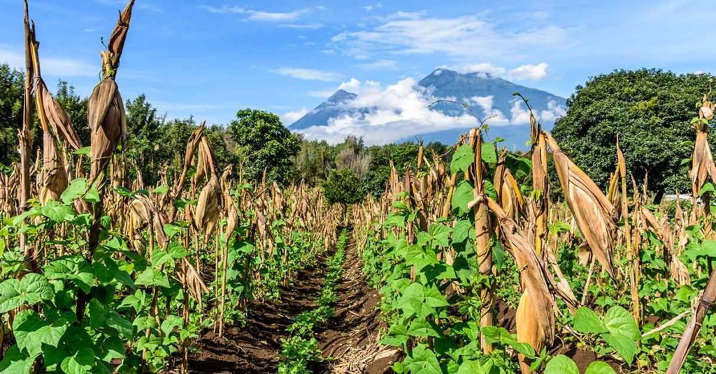 A Student Took Graduation Pics in the Field Where Her Parents Work to Remind Us That Hard Work Always Pays Off - Featured image