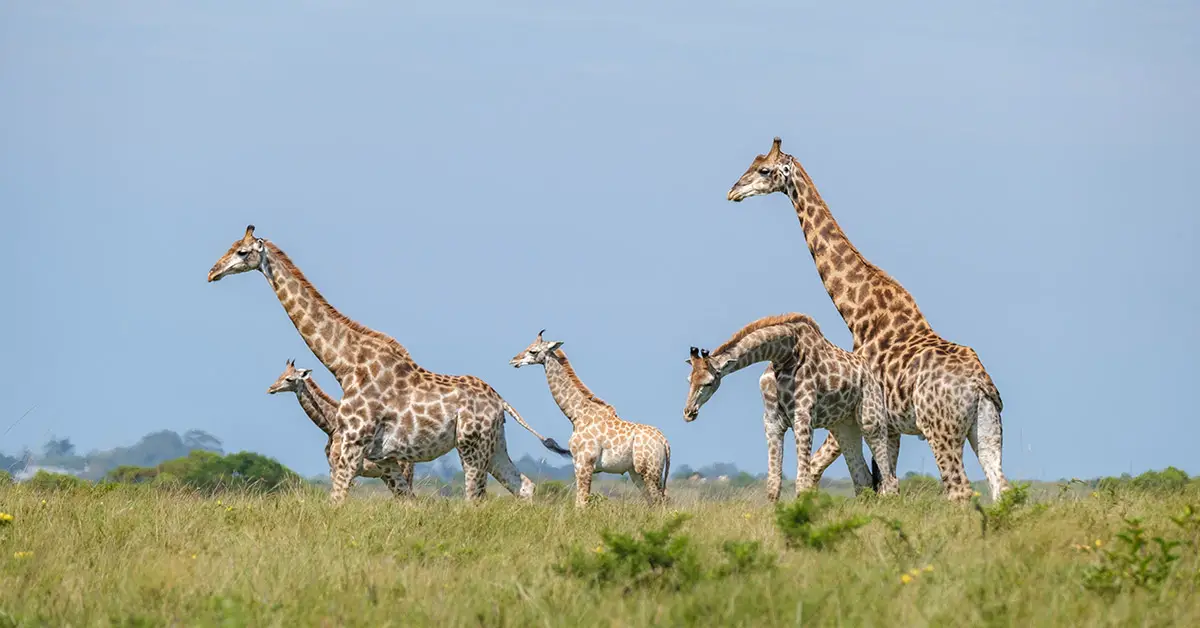 5 giraffes in a feild