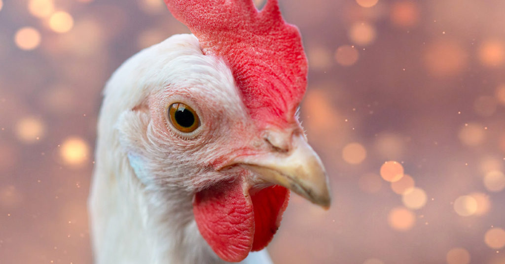 Hen With Hearts Covering Her Feathers Spreads Joy To Everyone Who Sees Her - Featured image