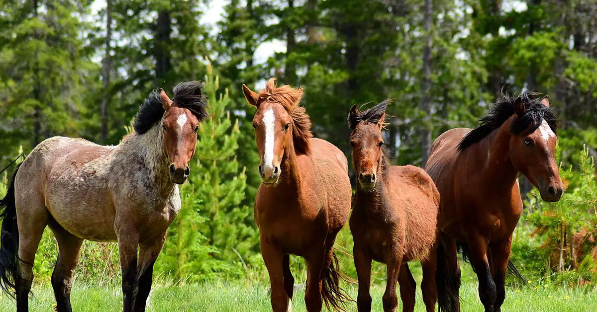 group of 4 brown horses