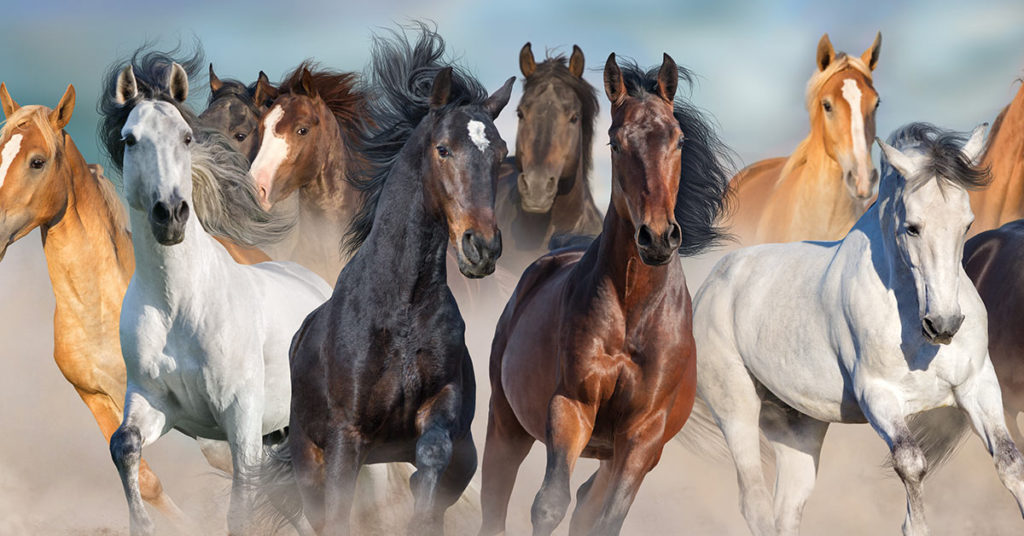 How many horses can you see in this mind-boggling optical illusion? - Featured image