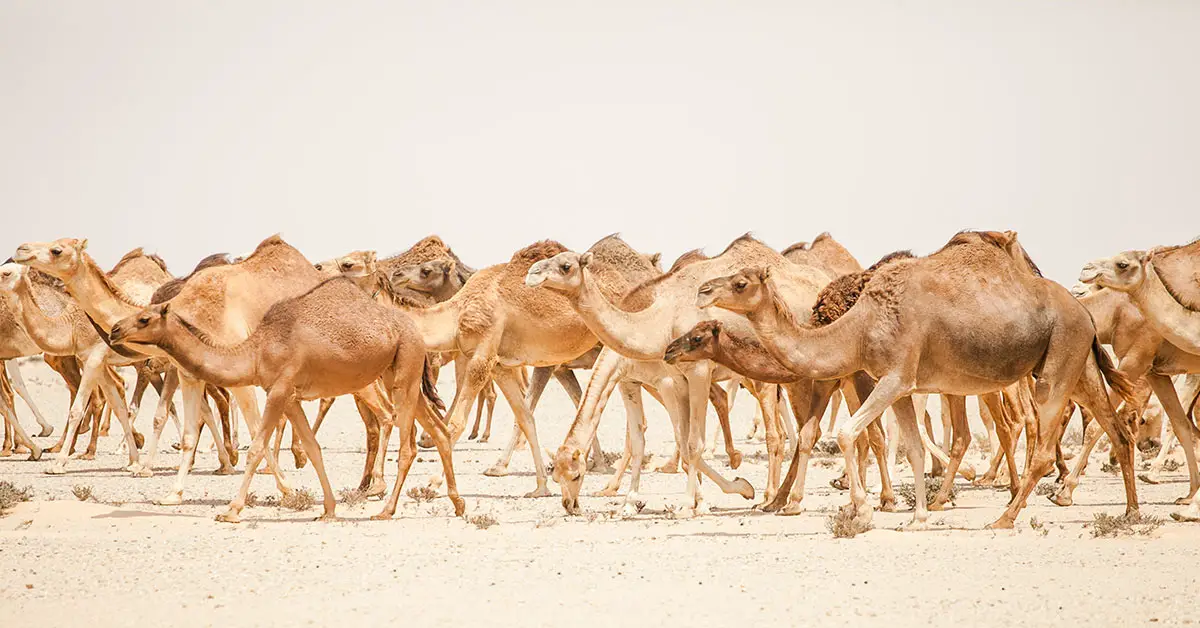 large group of camels in a desert