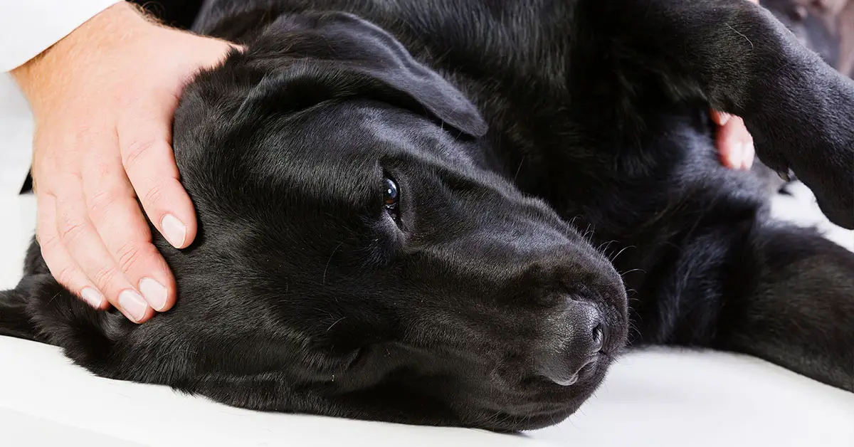 a tired black lab laying down