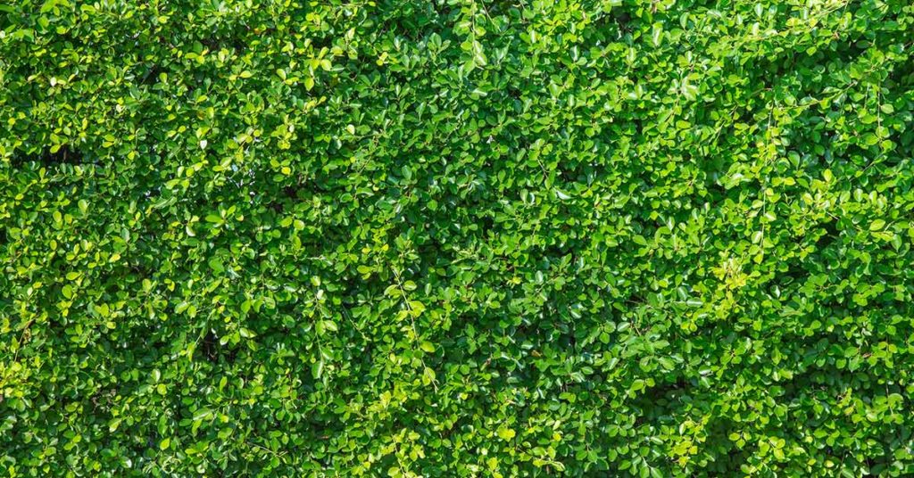 Only 1 Out Of 10 People Can Read The HIDDEN WORD In The Photo, But Can You? - Featured image