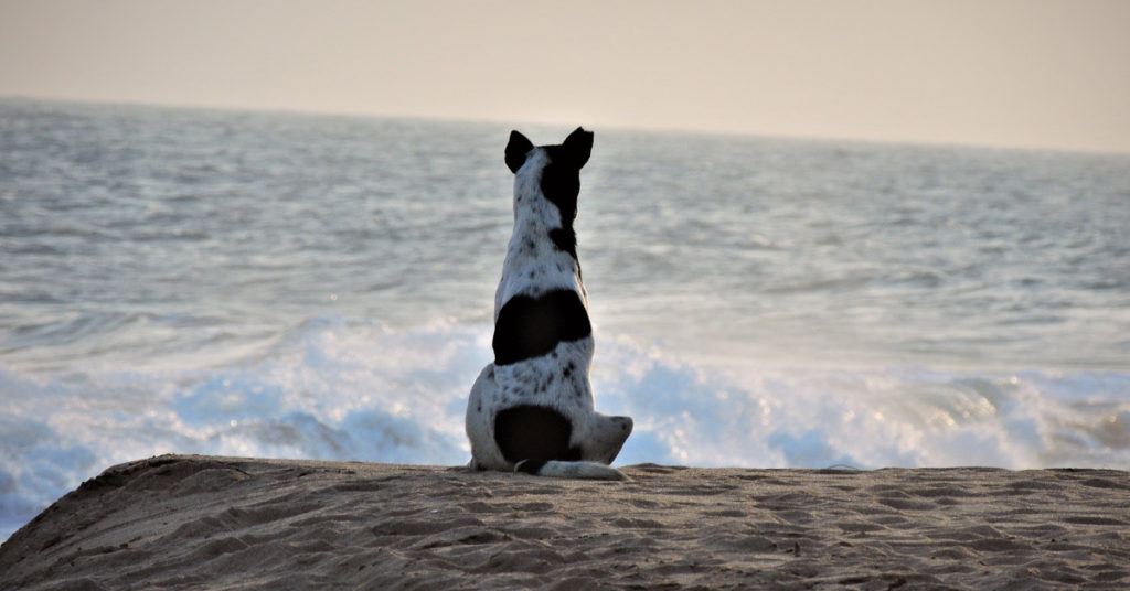 Woman At The Beach Meets A Dog Who Won’t Stop Staring Out To Sea - Featured image