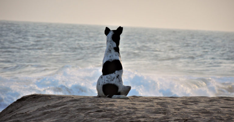 Woman At The Beach Meets A Dog Who Won’t Stop Staring Out To Sea - Featured image