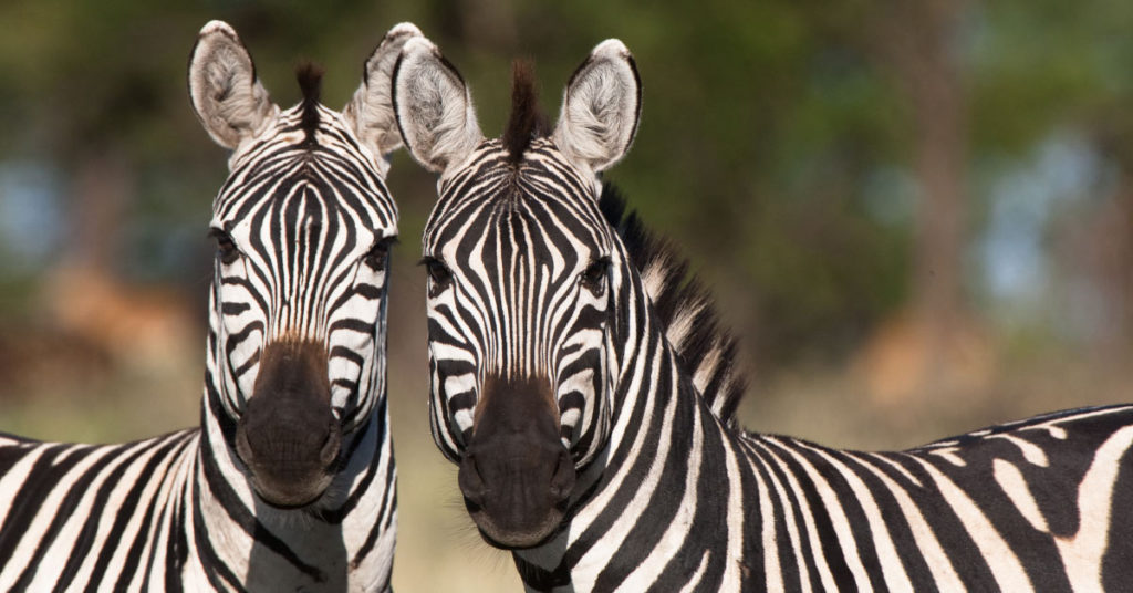 A photographer took an image of 2 zebras, and no one can agree on which one is looking at the camera - Featured image