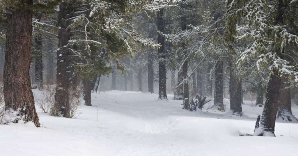 Optical Illusion: First It Looks Like A Man Walking In The Forest, But Look Closer - Featured image