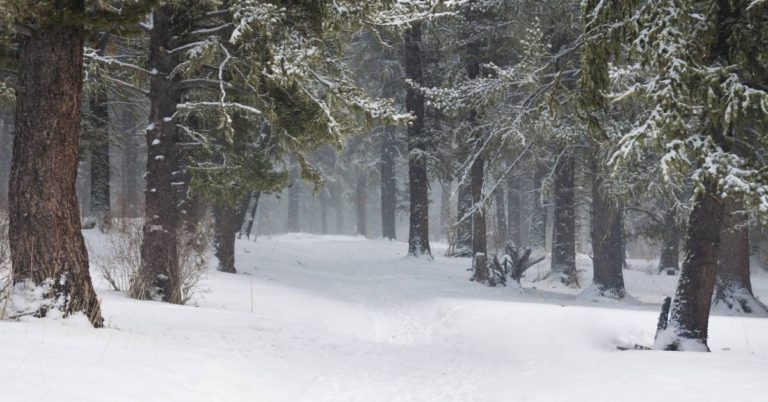 Optical Illusion: First It Looks Like A Man Walking In The Forest, But Look Closer - Featured image