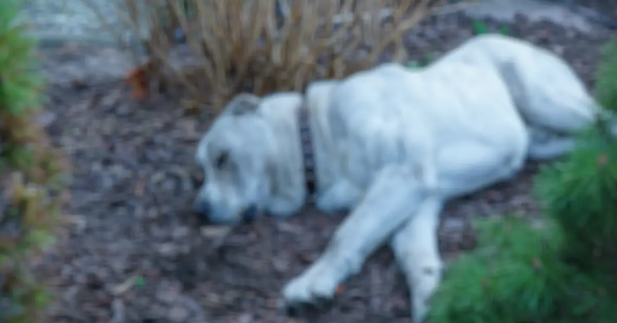 white dog laying outside beside a bush