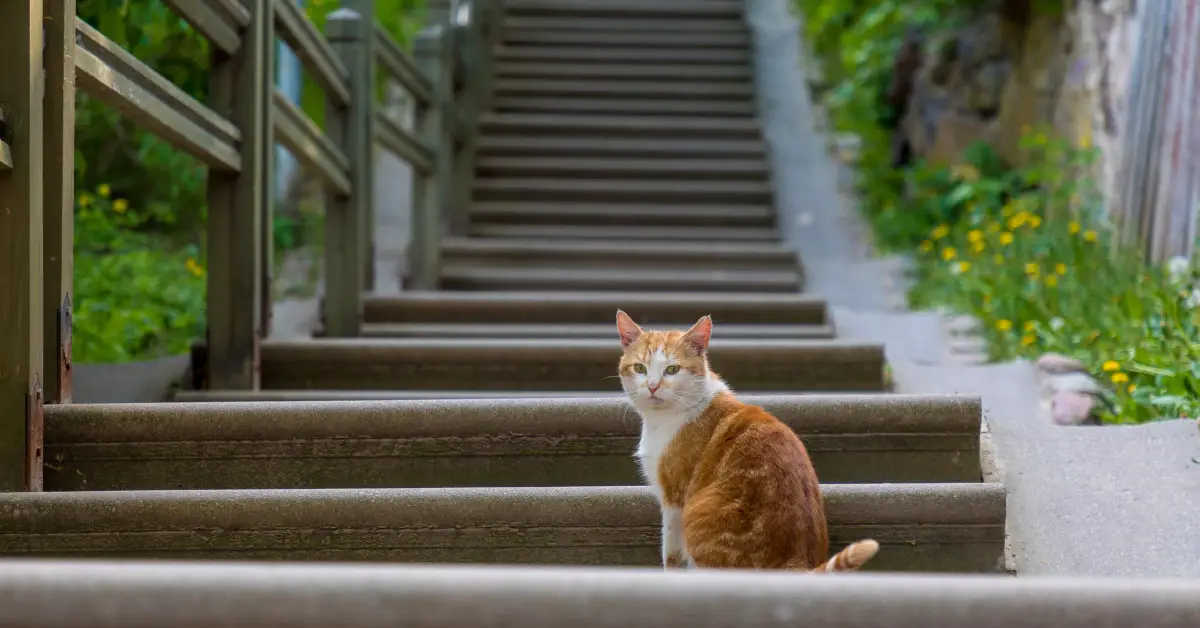 orange and white tabby cat at the bottom of a set of stairs