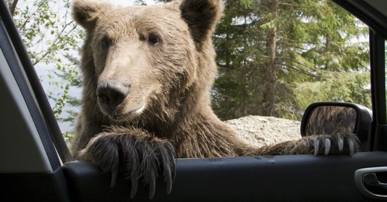 Man Walks Outside And Discovers That An Entire Family Of Bears Have Snuck Into His Car - Featured image