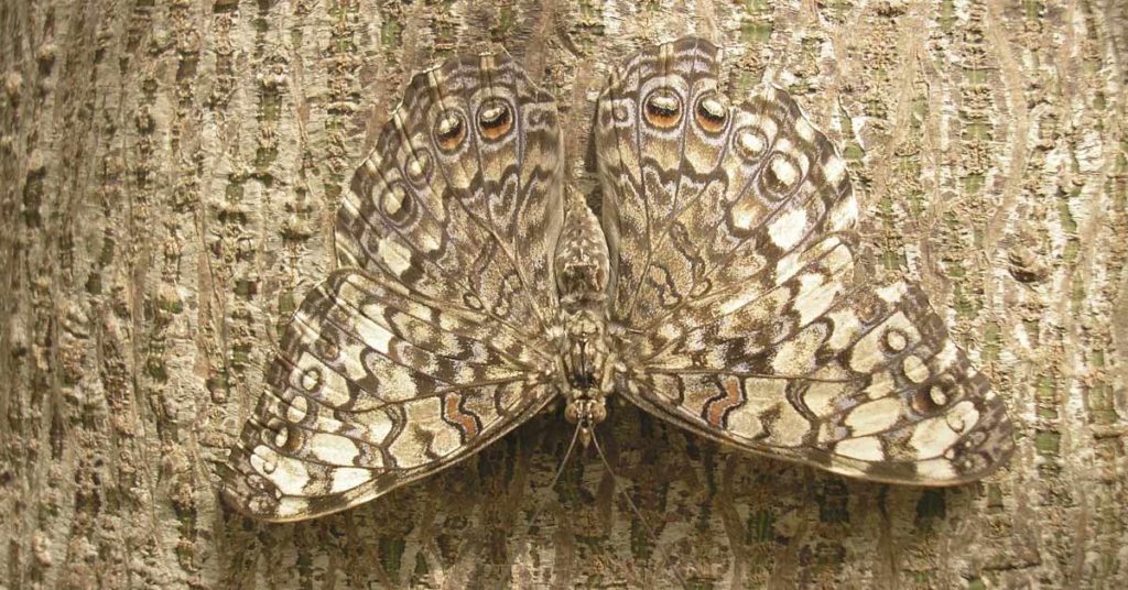 90% Of Viewers Can’t See The Big Animal Hiding In This Photo! How About You? - Featured image